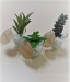 Succulent Plants Cup Glass With White
